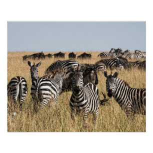 Grant's Zebra Perfect Poster