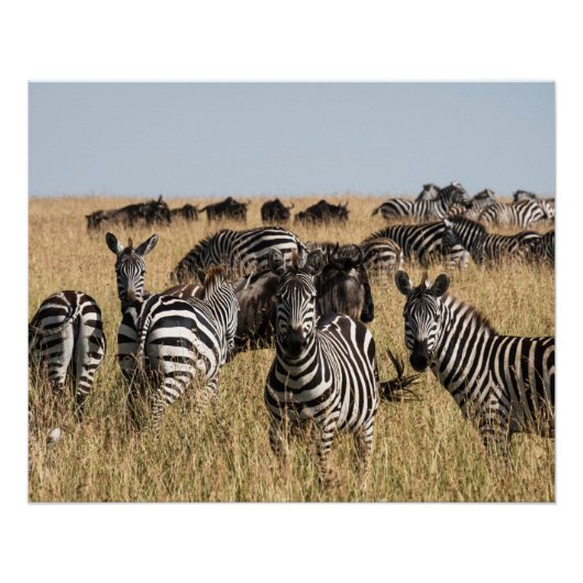 Grant's Zebra Perfect Poster (Voorkant)