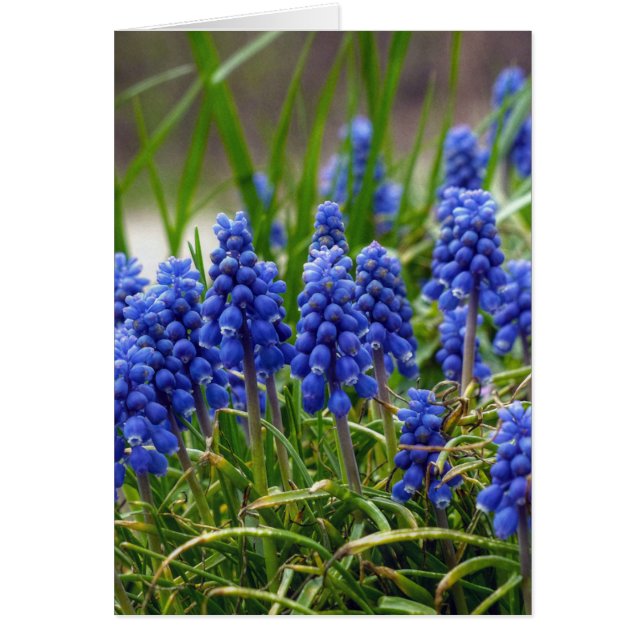 Grape Hyacinth (Voorkant)