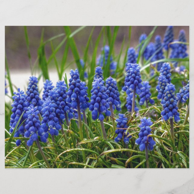 Grape Hyacinth (Voorkant)
