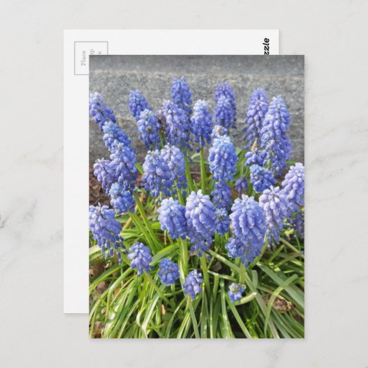 Grape Hyacinth Briefkaart (Voorkant / Achterkant)