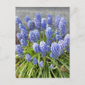 Grape Hyacinth Briefkaart (Voorkant)