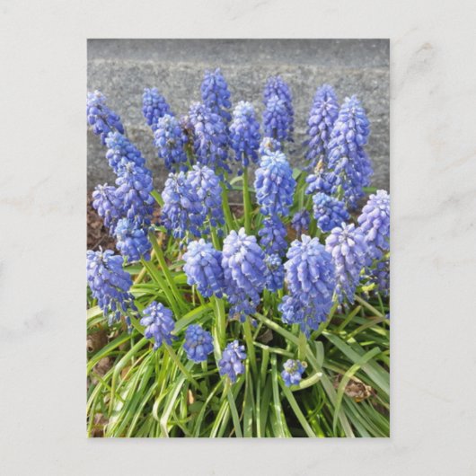 Grape Hyacinth Briefkaart (Voorkant)