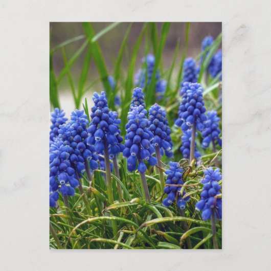 Grape Hyacinth Briefkaart (Voorkant)