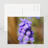 Grape Hyacinth Briefkaart (Voorkant / Achterkant)