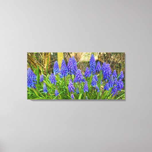 Grape Hyacinth Canvas Afdruk (Voorkant)