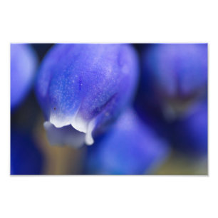 Grape Hyacinth Foto Afdruk
