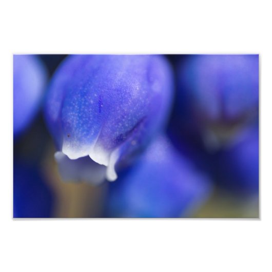 Grape Hyacinth Foto Afdruk (Voorkant)
