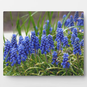 Grape Hyacinth Fotoplaat