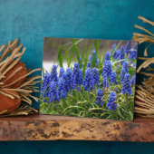 Grape Hyacinth Fotoplaat (Zijkant)