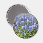 Grape Hyacinth Magneet (Voorkant / Achterkant)