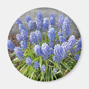 Grape Hyacinth Magneet