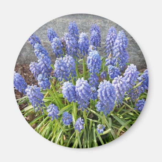 Grape Hyacinth Magneet (Voorkant)