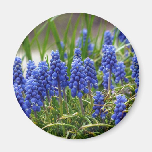 Grape Hyacinth Magneet (Voorkant)