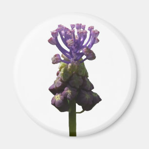 Grape Hyacinth Magnet Magneet
