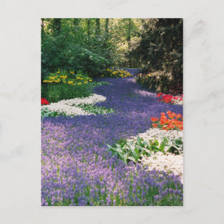 Grape Hyacinth River Briefkaart