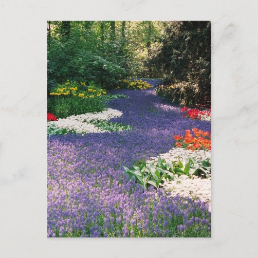 Grape Hyacinth River Briefkaart (Voorkant)