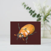 Grapevine Beetle ~ briefkaart (Staand voorkant)