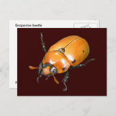 Grapevine Beetle ~ briefkaart (Voorkant / Achterkant)