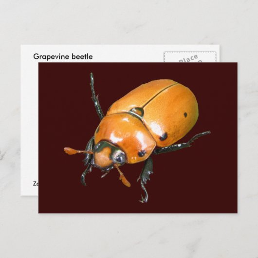 Grapevine Beetle ~ briefkaart (Voorkant / Achterkant)