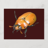 Grapevine Beetle ~ briefkaart (Voorkant)