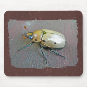 Grapevine Beetle (Pelidnota punctata) reeks Muismat