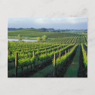 Grapevines in nette rijen in Napa van Californië Briefkaart