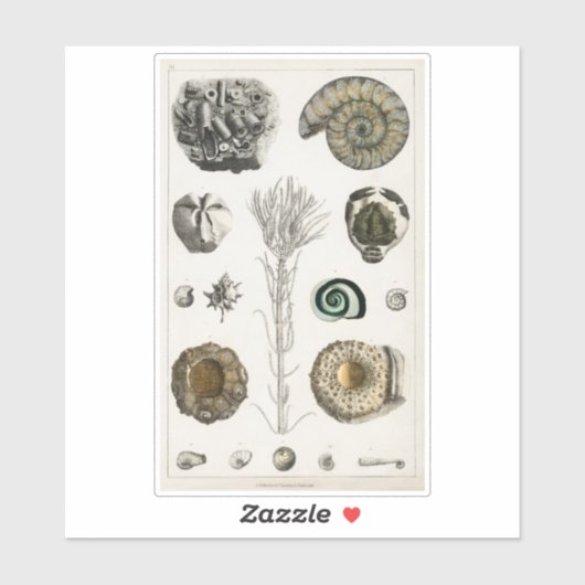 GRAPHIQUE vintage FOSSILS TRANSPARENT STICKER (Feuille)