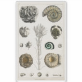 GRAPHIQUE vintage FOSSILS TRANSPARENT STICKER (Devant)