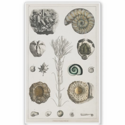 GRAPHIQUE vintage FOSSILS TRANSPARENT STICKER (Devant)