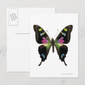 Graphium butterfly briefkaart (Voorkant / Achterkant)
