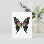 Graphium butterfly briefkaart (Staand voorkant)