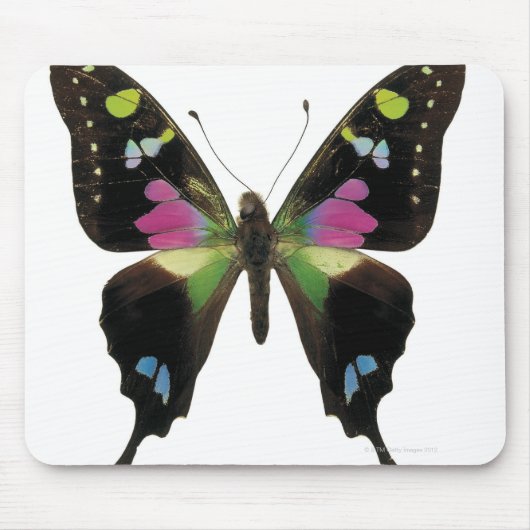 Graphium butterfly muismat (Voorkant)