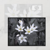 Grappe de cartes postales Fleurs sauvages de photo (Devant / Derrière)