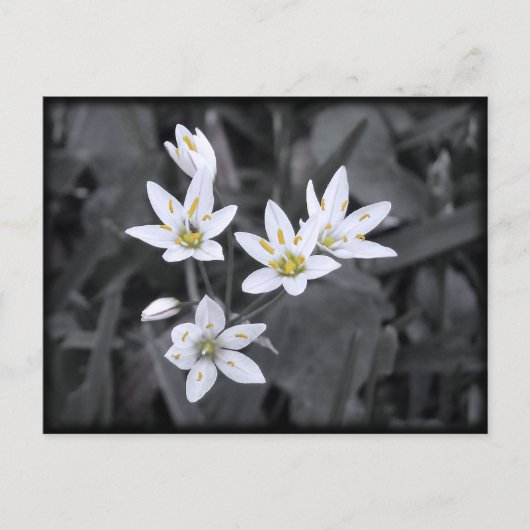 Grappe de cartes postales Fleurs sauvages de photo (Devant)