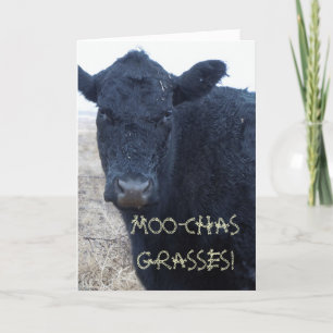 Grappig Bedankt Schattigee Black Cattle Koe