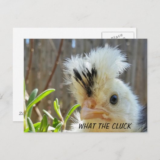 Grappig briefkaart (Voorkant / Achterkant)