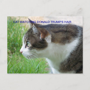 Grappig Briefkaart: Cat Watching Donald Trump's Ha Briefkaart