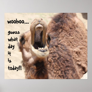 Grappig Camel "hump day" Raad eens welke dag het i Poster