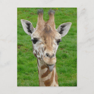 Grappig dat Giraffe Tongue eruit trekt. Briefkaart