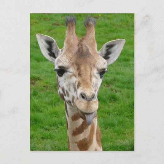 Grappig dat Giraffe Tongue eruit trekt. Briefkaart (Voorkant)
