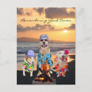 Grappig Dog Graduation Party op het strand Briefka Uitnodiging Briefkaart