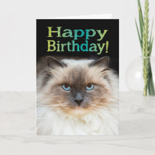 Grappig Fiesty Cat Happy Birthday Je zit in mijn s Kaart