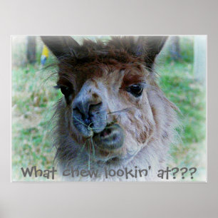 Grappig foto van een lama op een poster