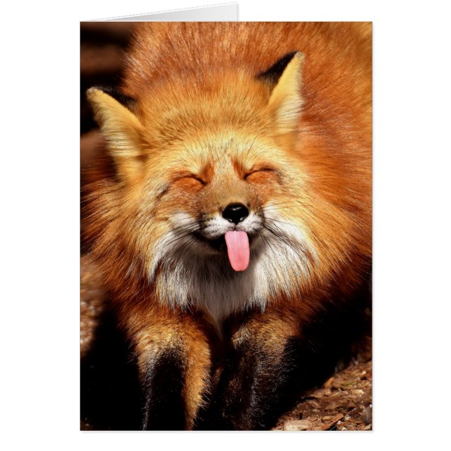Grappig Fox die het aantikt is Tongue (Voorkant)