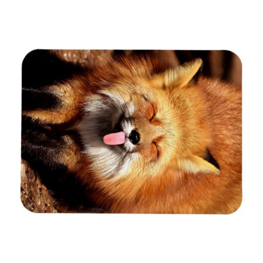 Grappig Fox die het aantikt is Tongue Magneet (Horizontaal)