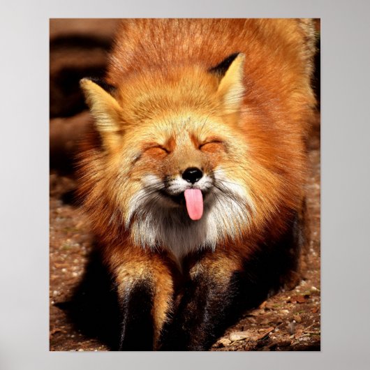 Grappig Fox die het aantikt is Tongue Poster (Voorkant)