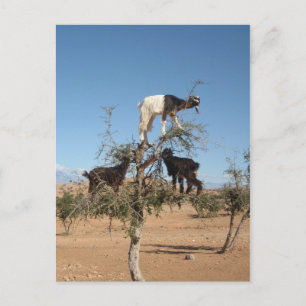 Grappig geit in een boom briefkaart