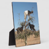 Grappig geit in een boom fotoplaat (Zijkant)