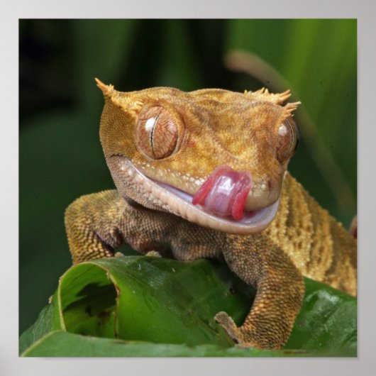 Grappig GEKO dat met Tongue opspringt Poster (Voorkant)
